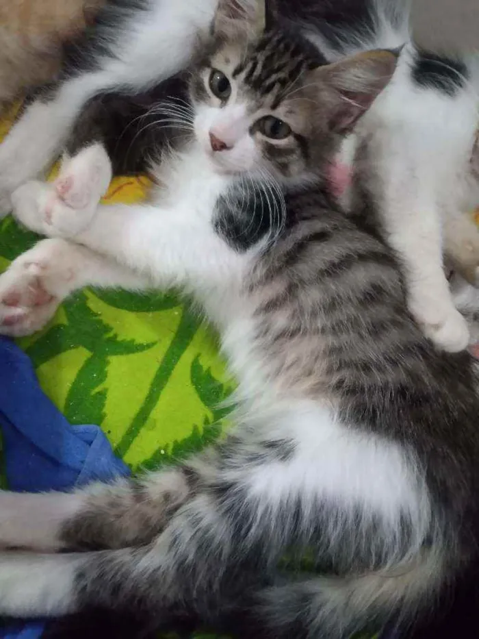 Gato ra a SRD idade 2 a 6 meses nome Baby