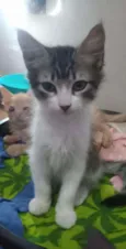 Baby