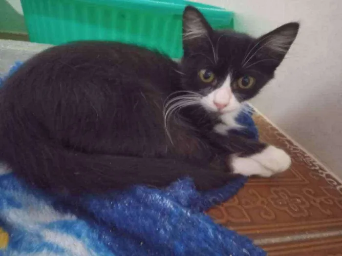 Gato ra a SRD idade 2 a 6 meses nome Delícia
