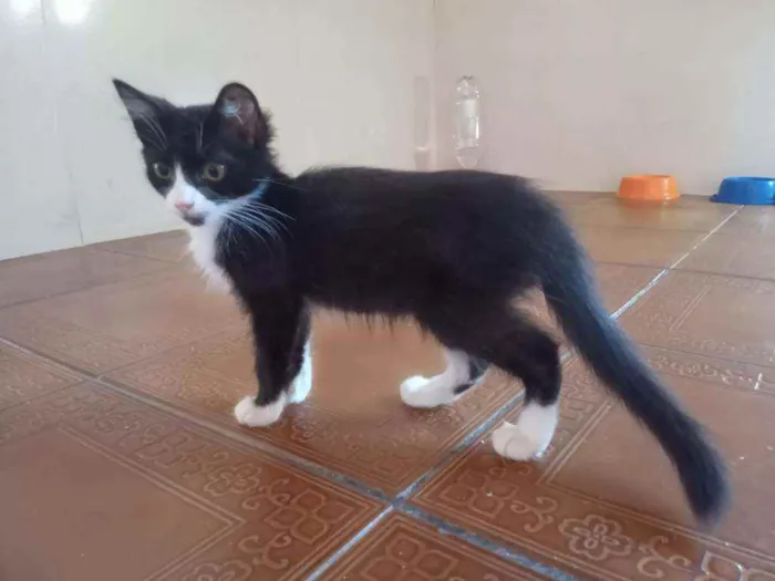 Gato ra a SRD idade 2 a 6 meses nome Delícia