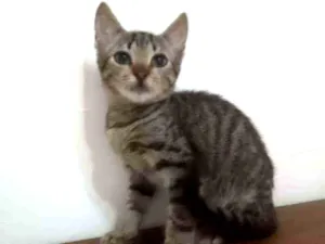 Gato raça SRD idade 2 a 6 meses nome Pepito