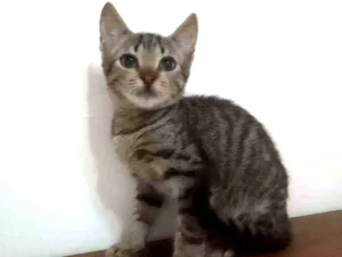 Gato ra a SRD idade 2 a 6 meses nome Pepito