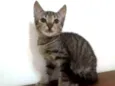Pepito