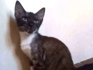 Gato raça SRD idade 2 a 6 meses nome Fred