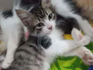 Gato raça SRD idade 2 a 6 meses nome Baby
