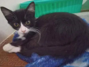 Gato raça SRD idade 2 a 6 meses nome Delícia