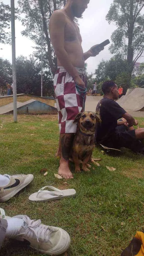 Cachorro ra a Sem raça definida idade 1 ano nome Lindinha