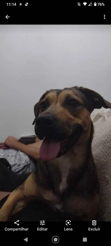 Cachorro ra a Sem raça definida idade 1 ano nome Lindinha