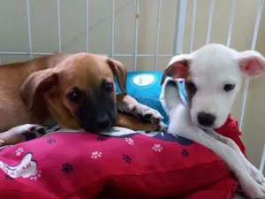Cachorro raça SRD  idade 2 a 6 meses nome Charlie e Lolla