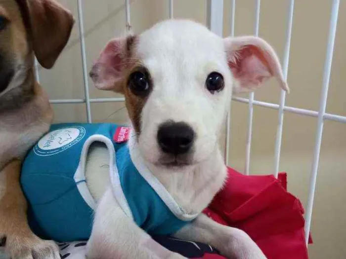 Cachorro raça SRD  idade 2 a 6 meses nome Charlie e Lolla