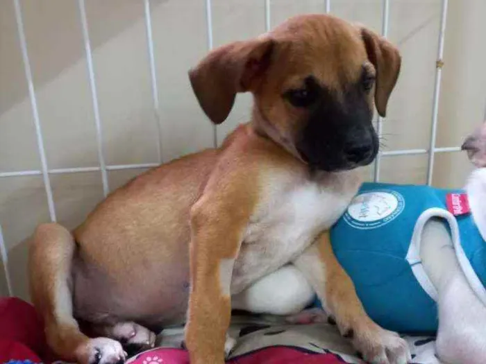 Cachorro raça SRD  idade 2 a 6 meses nome Charlie e Lolla