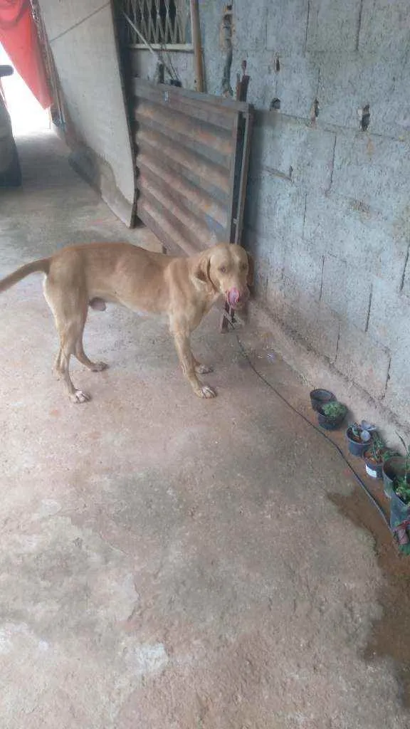 Cachorro raça Sr idade 2 anos nome Grandao