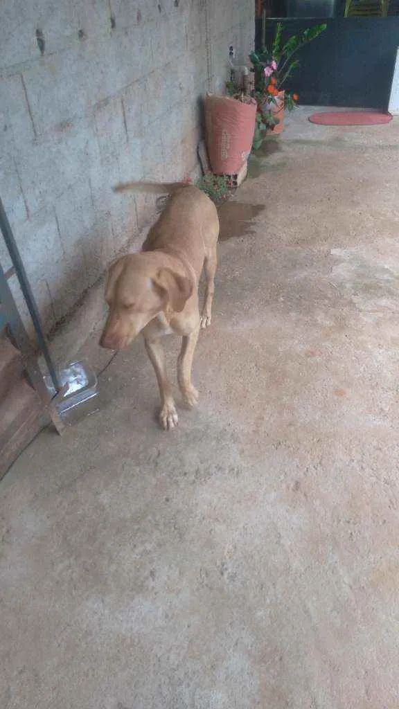 Cachorro raça Sr idade 2 anos nome Grandao