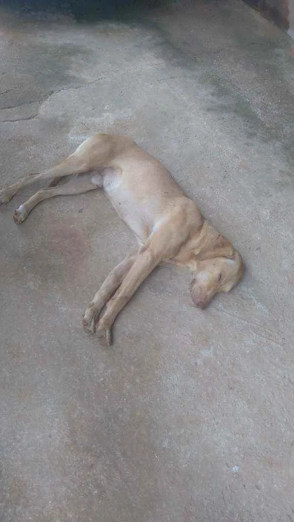 Cachorro raça Sr idade 2 anos nome Grandao