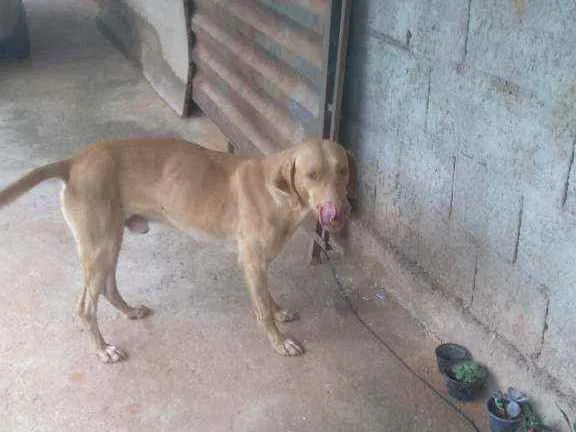 Cachorro raça Sr idade 2 anos nome Grandao