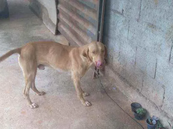 Cachorro raça Sr idade 2 anos nome Grandao