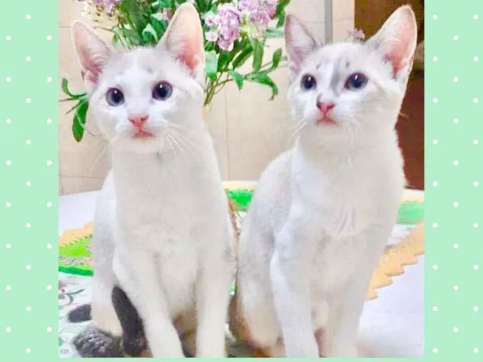Gato raça SRD  idade 2 a 6 meses nome Sol e Lua 