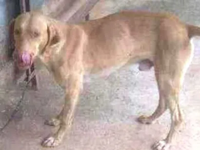 Cachorro raça Sr idade 2 anos nome Grandao