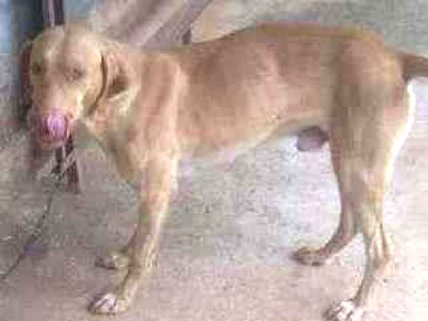 Cachorro raça Sr idade 2 anos nome Grandao