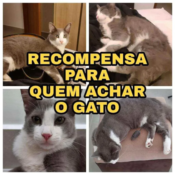 Gato ra a Sem raça idade 1 ano nome Jucca