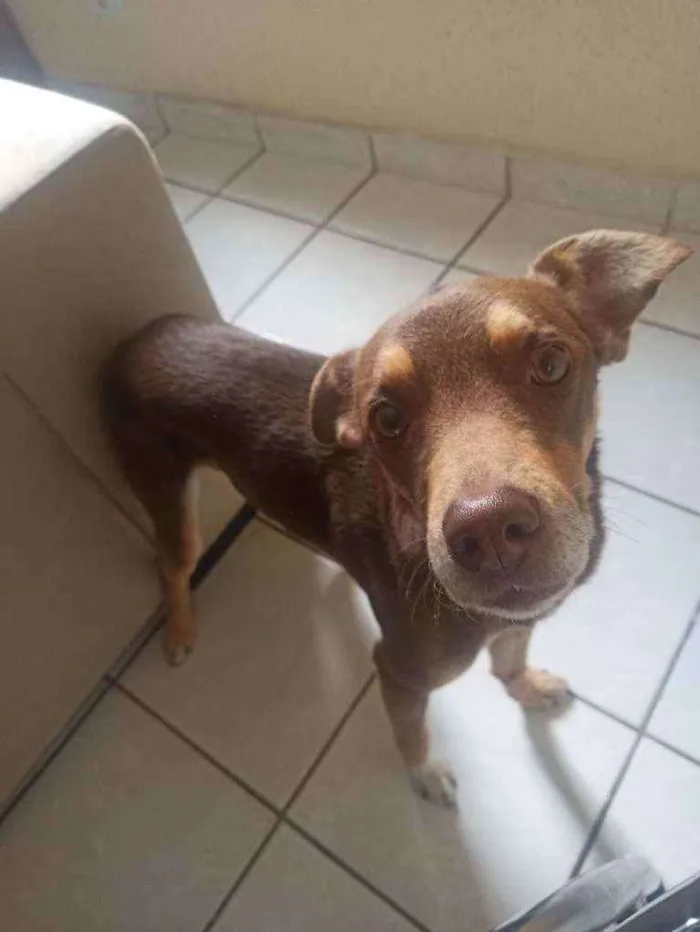 Cachorro ra a Vira lata idade 4 anos nome Salomão