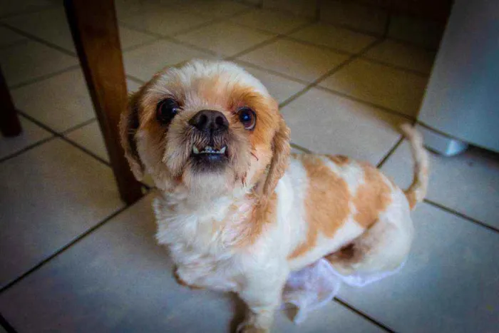 Cachorro ra a Shitzu idade 6 ou mais anos nome Algodão