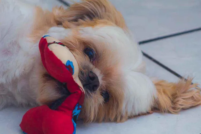 Cachorro ra a Shitzu idade 6 ou mais anos nome Algodão