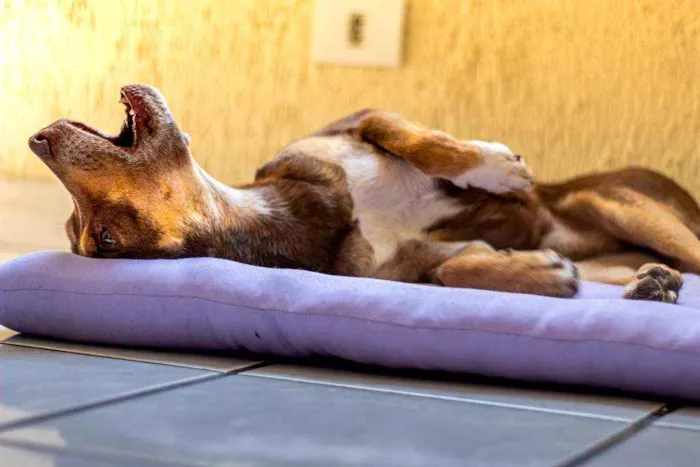 Cachorro ra a Vira lata idade 4 anos nome Salomão