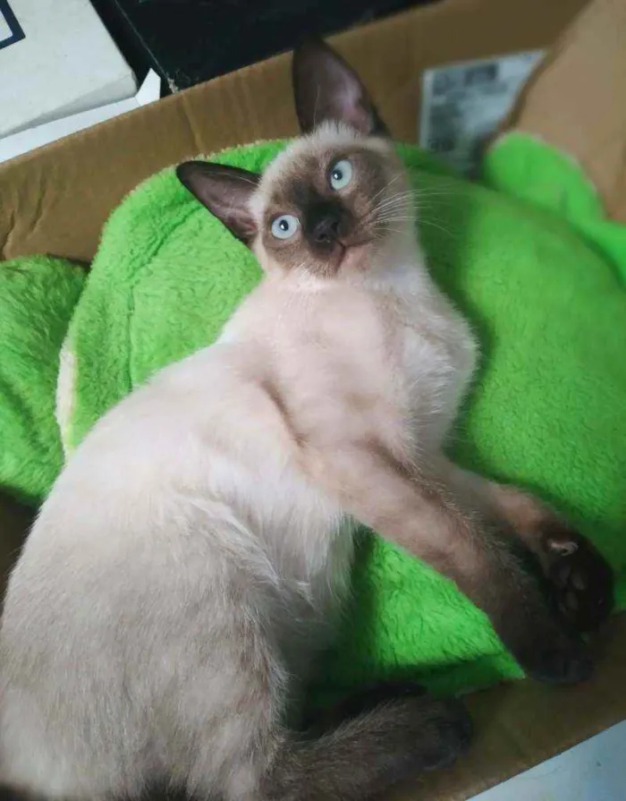 Gato ra a srd idade 2 a 6 meses nome Kaká