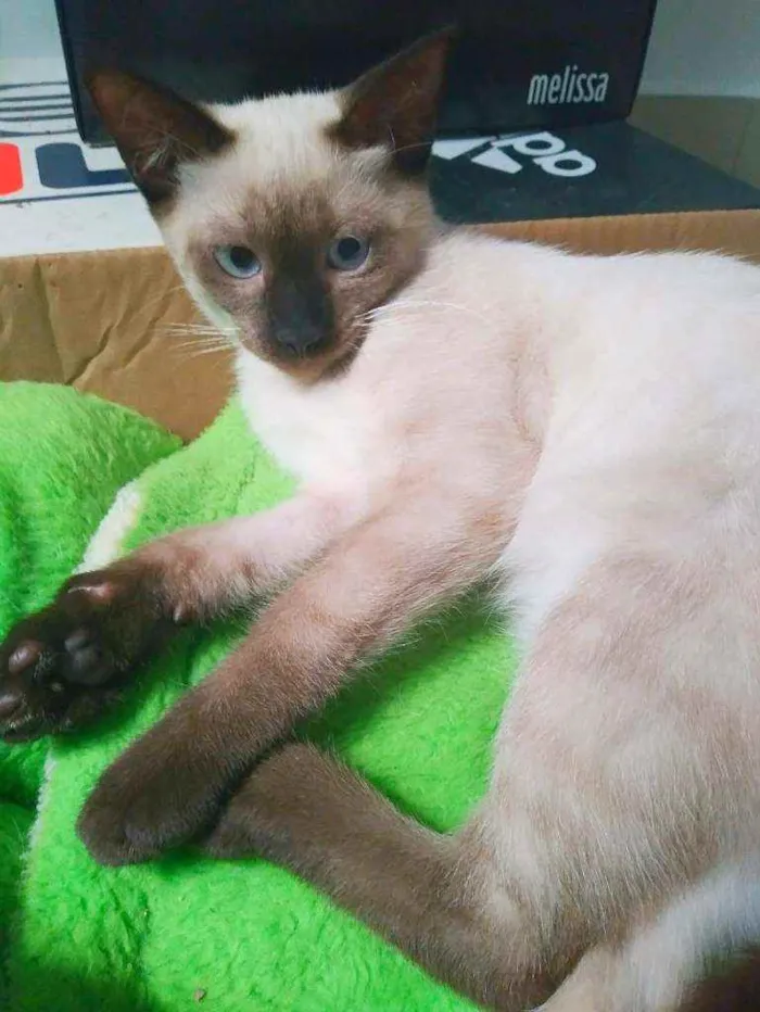 Gato ra a srd idade 2 a 6 meses nome Kaká