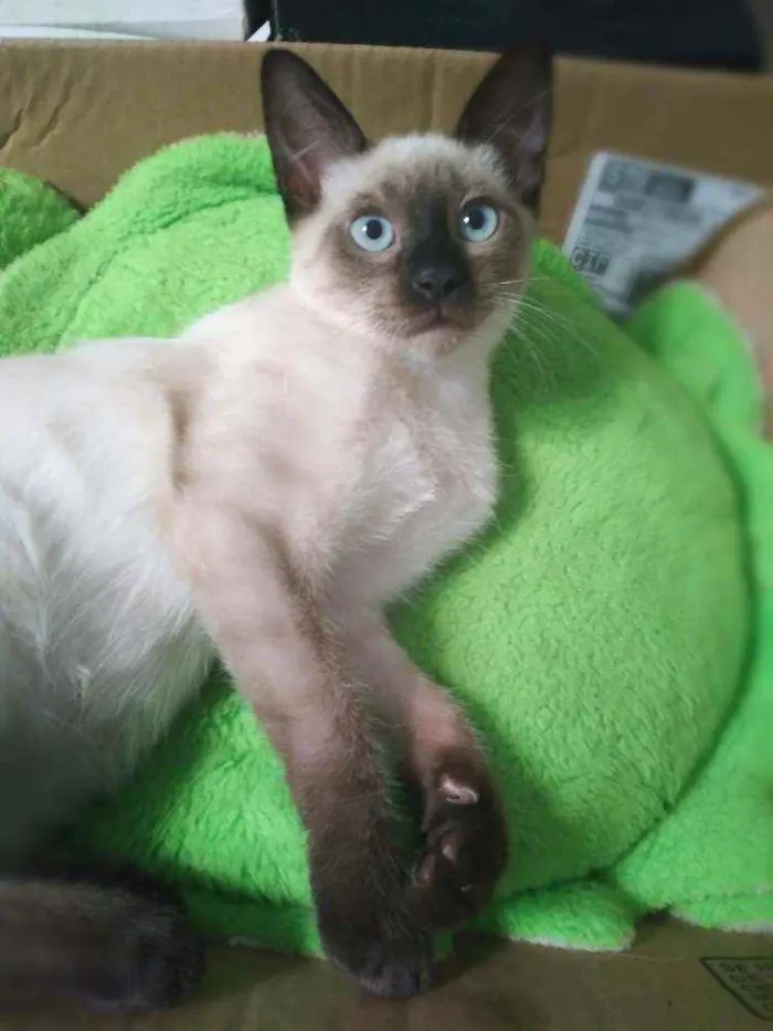 Gato ra a srd idade 2 a 6 meses nome Kaká