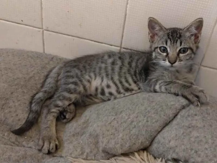 Gato raça SRD idade 2 a 6 meses nome Lalá