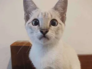 Gato raça SRD idade 2 a 6 meses nome Piedra 