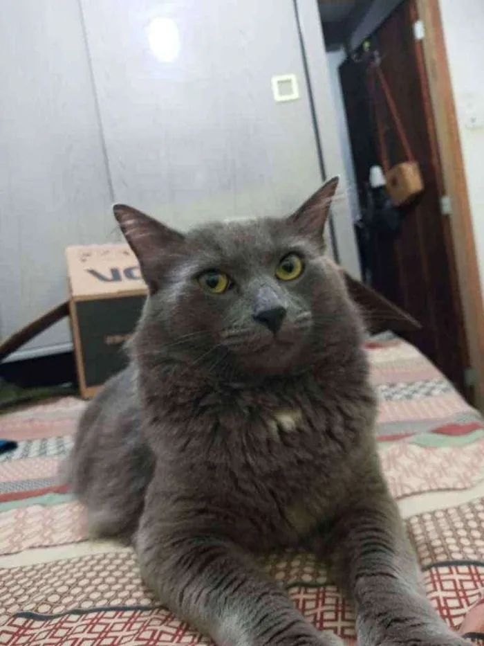 Gato ra a pelo médio brasileiro idade 3 anos nome Merlin