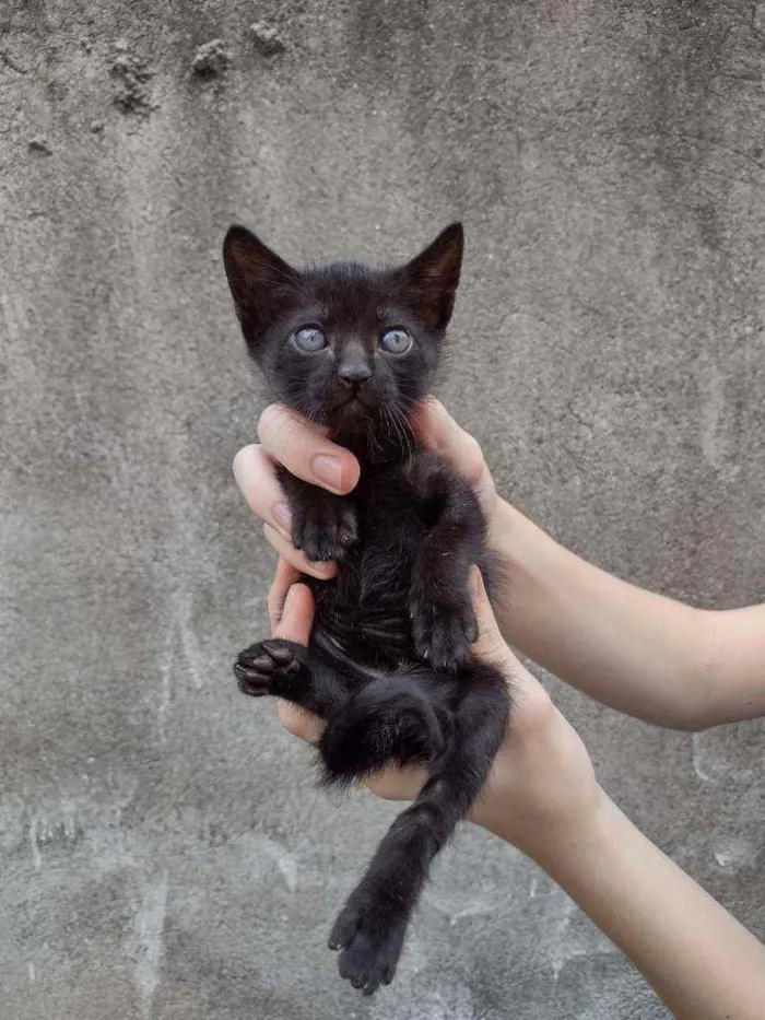 Gato raça SRD  idade Abaixo de 2 meses nome Chris 