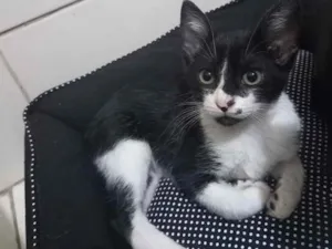 Gato raça SRD idade 2 a 6 meses nome Romulo 