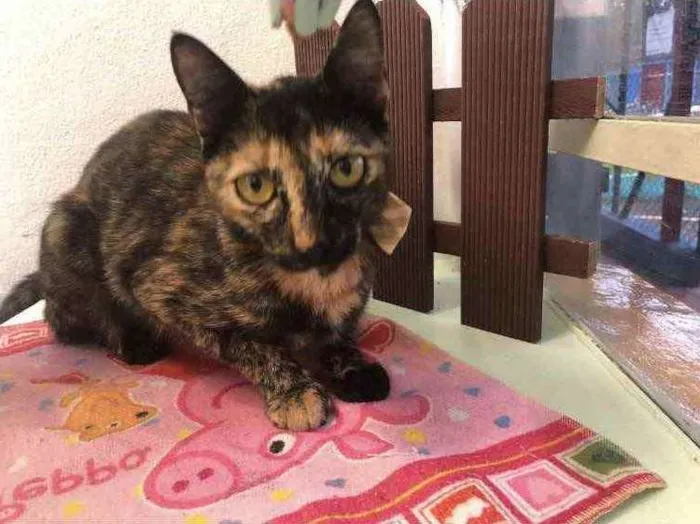 Gato raça Srd idade 7 a 11 meses nome Mel