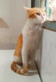 Pepper