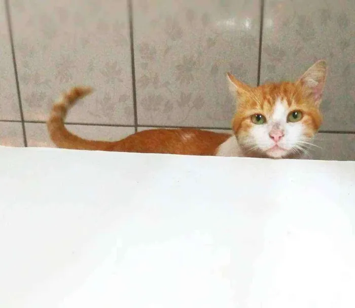 Gato ra a srd idade 1 ano nome Pepper