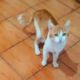 Pepper