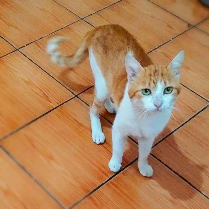 Gato ra a srd idade 1 ano nome Pepper