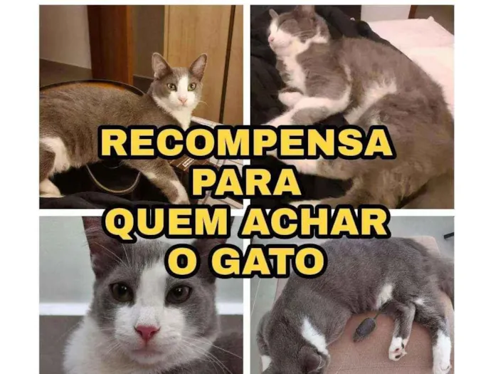 Gato ra a Sem raça idade 1 ano nome Jucca