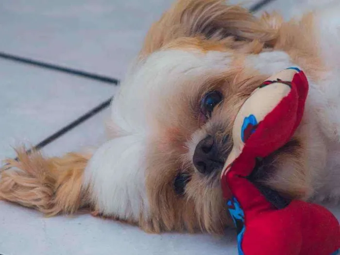 Cachorro ra a Shitzu idade 6 ou mais anos nome Algodão