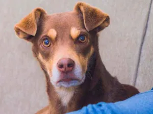 Cachorro raça Vira lata idade 4 anos nome Salomão