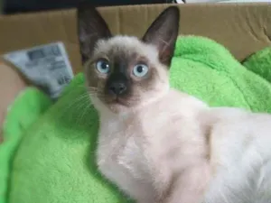 Gato raça srd idade 2 a 6 meses nome Kaká
