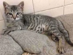 Gato raça SRD idade 2 a 6 meses nome Lalá