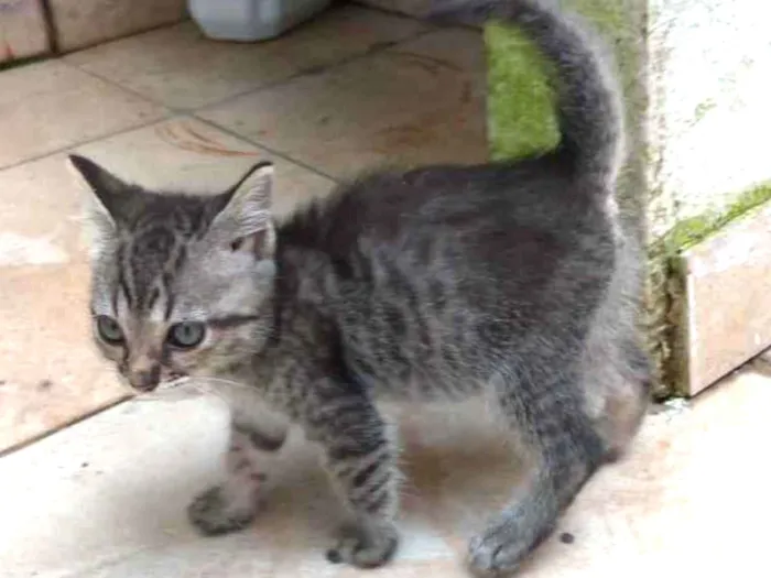 Gato raça SRD idade 2 a 6 meses nome Lalá