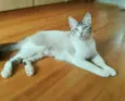 Angelita