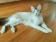 Angelita