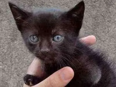 Gato raça SRD  idade Abaixo de 2 meses nome Tonya 